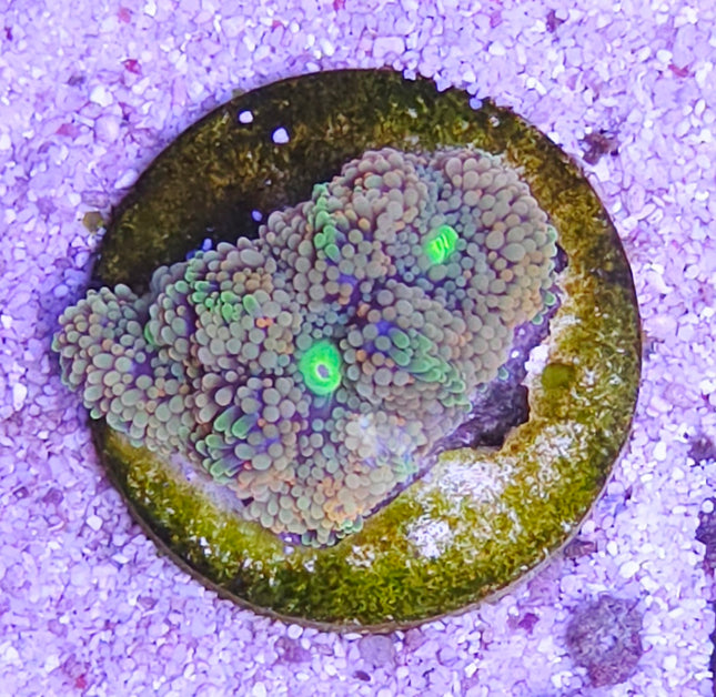 Ricordea florida Orange pink green center