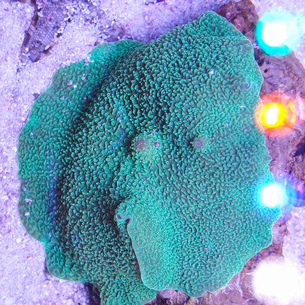 Platyzoanthus mussoides Grade A