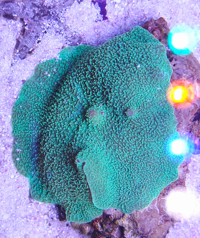 Platyzoanthus mussoides Grade A