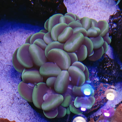 Plerogyra sinuosa XXL