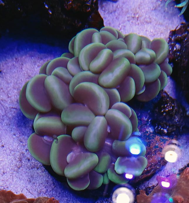 Plerogyra sinuosa XXL