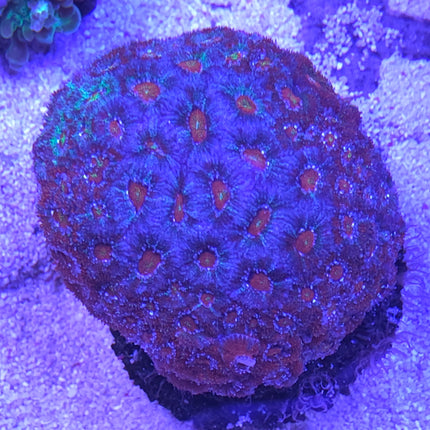 Micromusa purple heart
