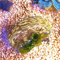 Collection image for: Invertebrates