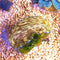 Invertebrates