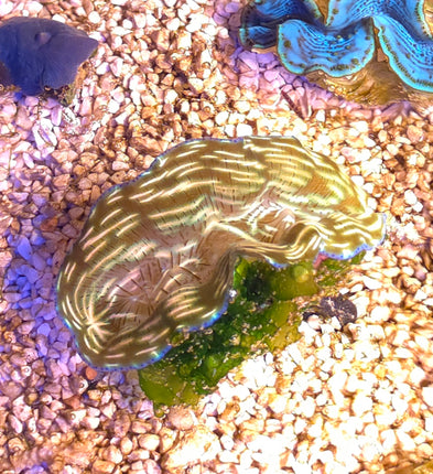 Tridacna derasa 6-7 cm