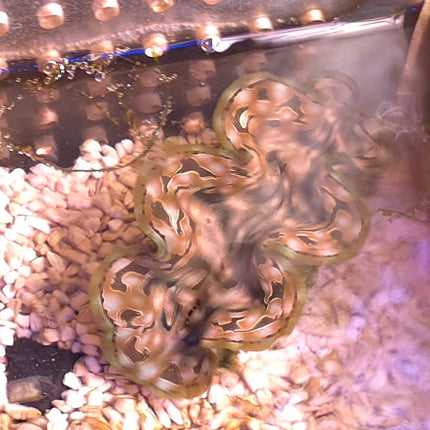 Tridacna squamosa - 6-7 cm