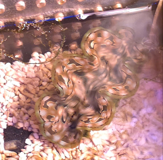 Tridacna squamosa - 6-7 cm