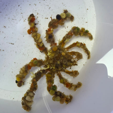 Camposcia retusa L