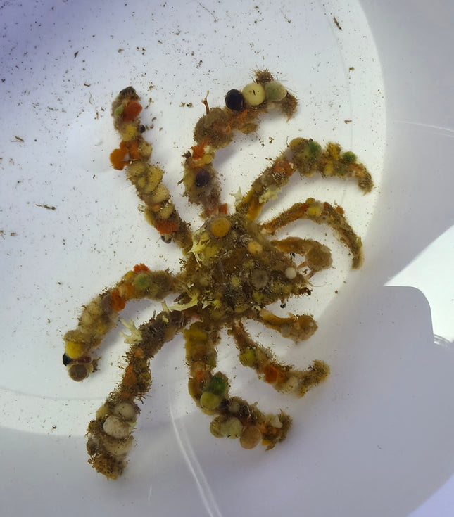 Camposcia retusa L
