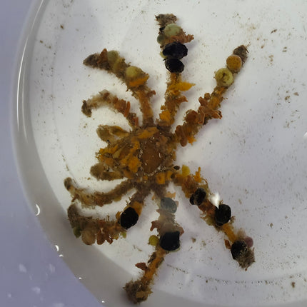 Camposcia retusa L