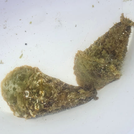 Dolabella  auricularia M\L
