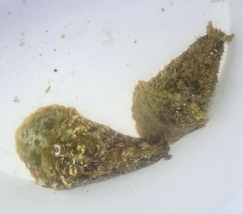 Dolabella  auricularia M\L
