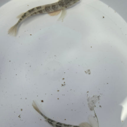 Cyptocenturus leptocephalus L