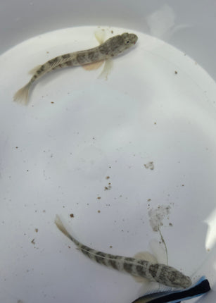 Cyptocenturus leptocephalus L