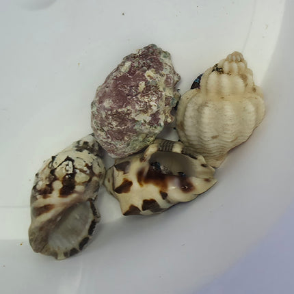 Calcinus elegans L