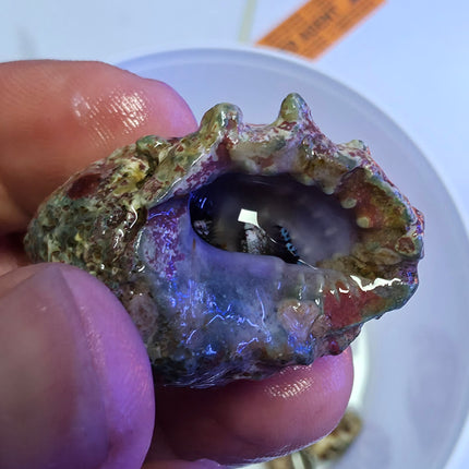 Calcinus elegans L