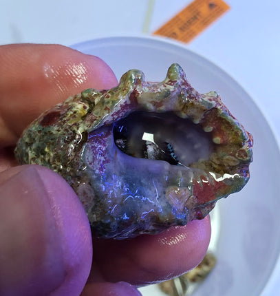 Calcinus elegans L