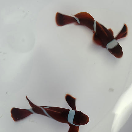 Premnas Biaculeatus L\XL Pair