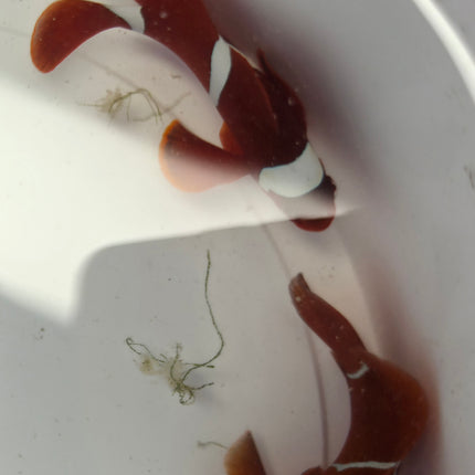 Premnas Biaculeatus L\XL Pair