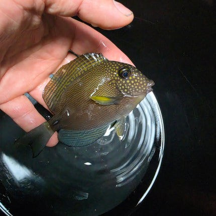 Acanthurus maculiceps M\L