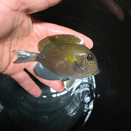 Acanthurus maculiceps M\L