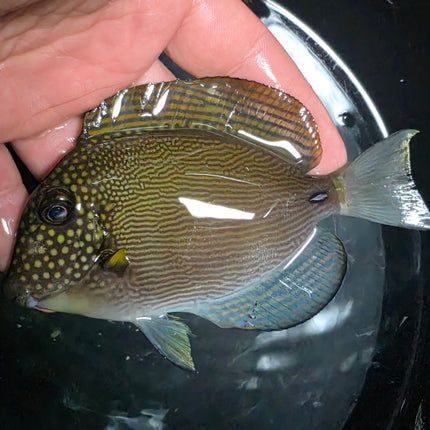Acanthurus maculiceps M\L
