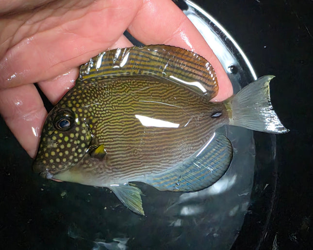 Acanthurus maculiceps M\L
