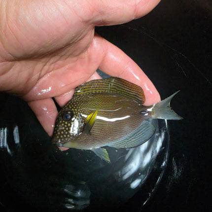 Acanthurus maculiceps M\L
