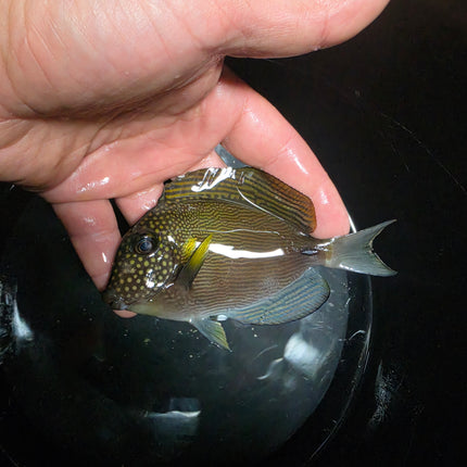 Acanthurus maculiceps M\L