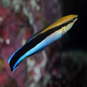 Bluestreak cleaner wrasse