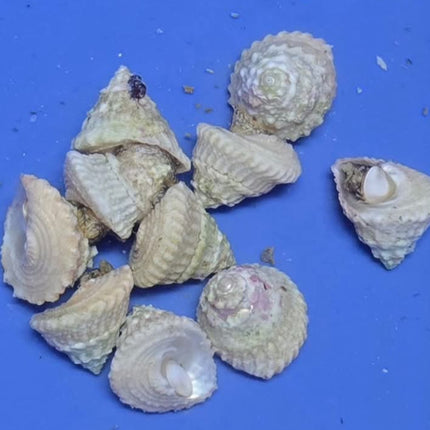 Tectus snail