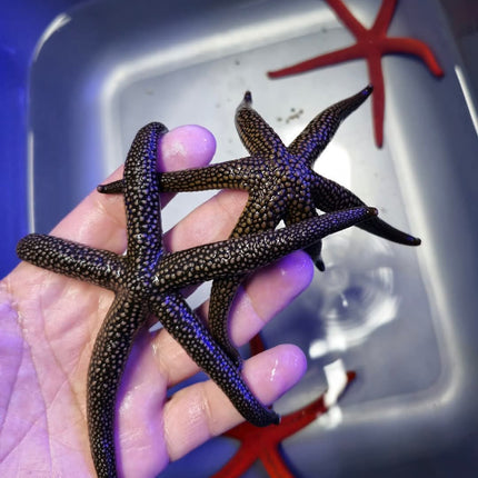 Nardoa galatheae XL