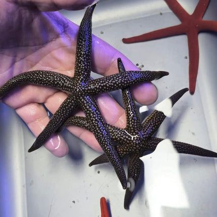 Nardoa galatheae XL