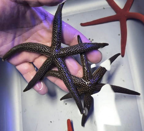 Nardoa galatheae XL