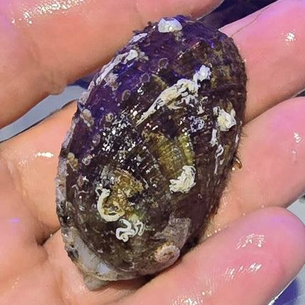 Haliotis snail