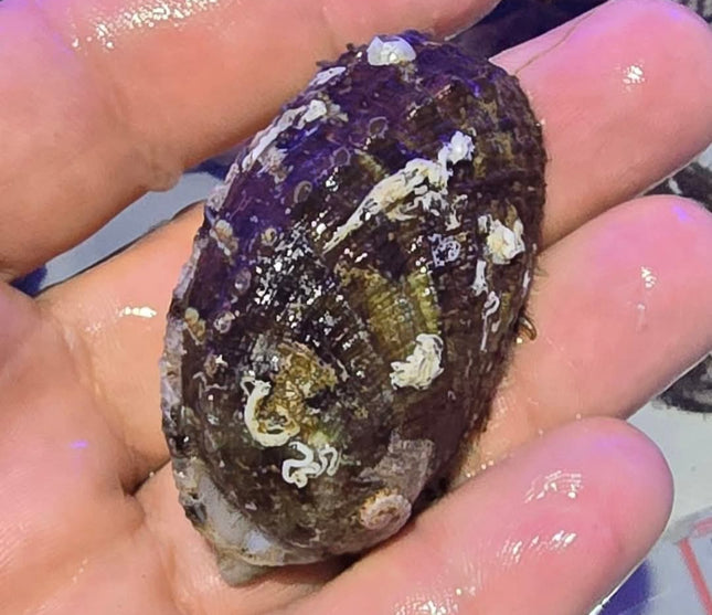 Haliotis snail