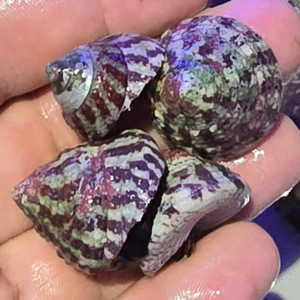 Trochus histrio snail