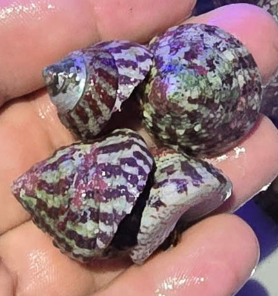 Trochus histrio snail