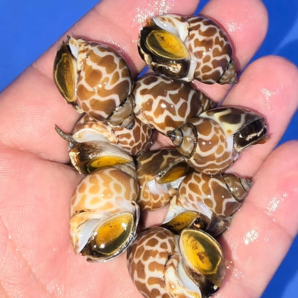 Babylonia Lutosa