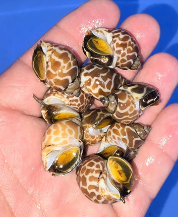 Babylonia Lutosa