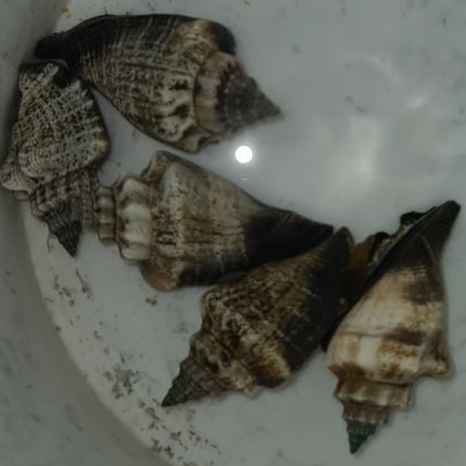 Strombus dentatus