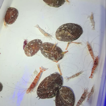 Haliotis snail