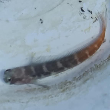 Ecsenius bicolor - L