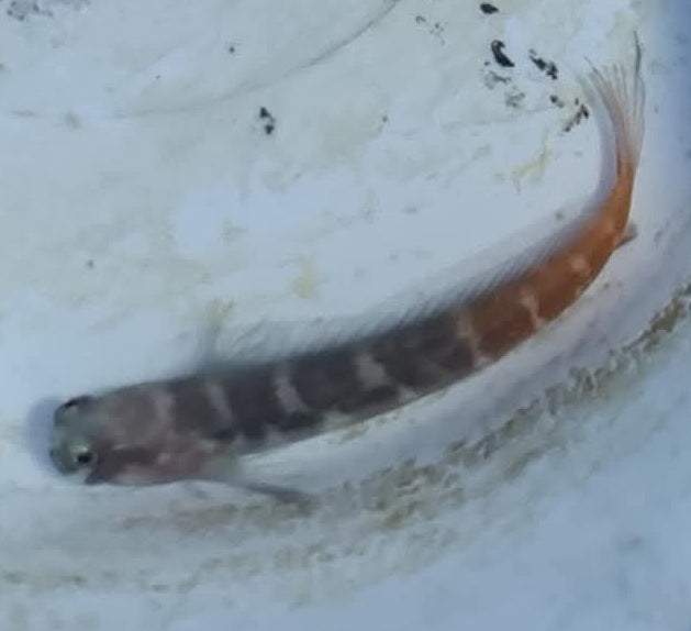 Ecsenius bicolor - L