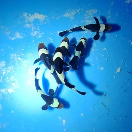 Amphiprion occelaris black Pair M