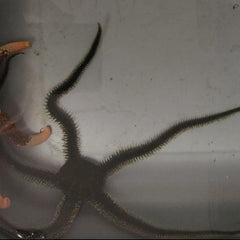 Collection image for: Invertebrates