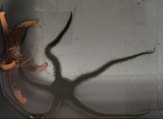 Ophiarachna incrassata M/L