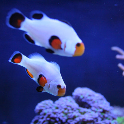 White Clownfish