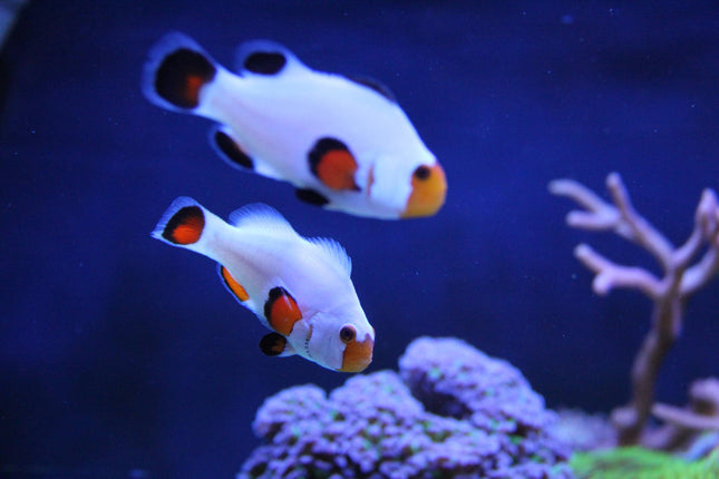 White Clownfish