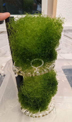 Skimz MBR 157 - Macro algae reactor